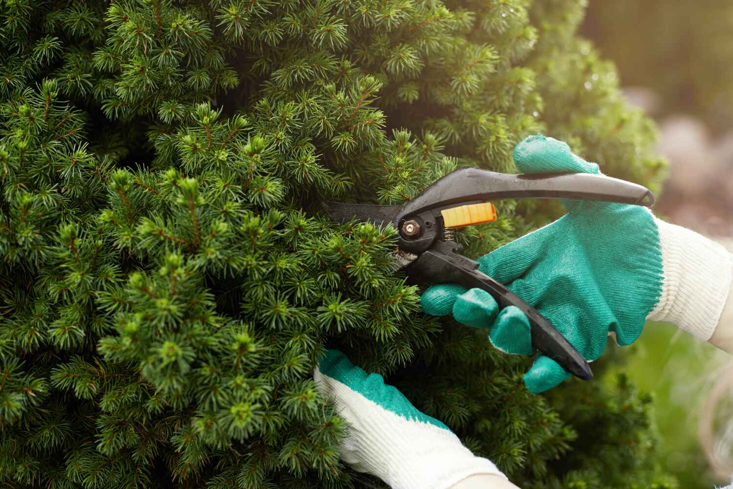 Palm Tree Trimming in Oceano, CA